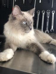 Lost Male Cat last seen 108TH Ave NW and Kumquat , Coon Rapids, MN 55433