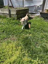 Found/Stray Male Cat last seen Known and Chambers, Cincinnati, OH 45223