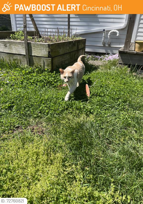 Found/Stray Male Cat last seen Known and Chambers, Cincinnati, OH 45223