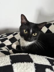 Lost Female Cat last seen Crawley green road, Luton, England LU2 0SQ
