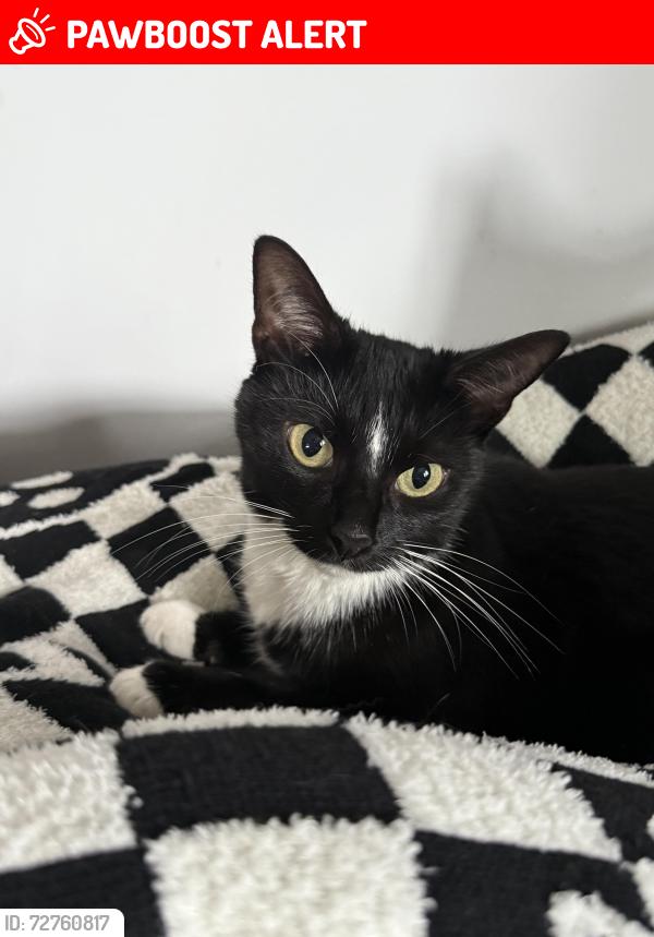 Lost Female Cat last seen Crawley green road, Luton, England LU2 0SQ
