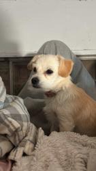 Lost Female Dog last seen Bloomington, CA 92316 Santa Ana and cedar , Bloomington, CA 92316
