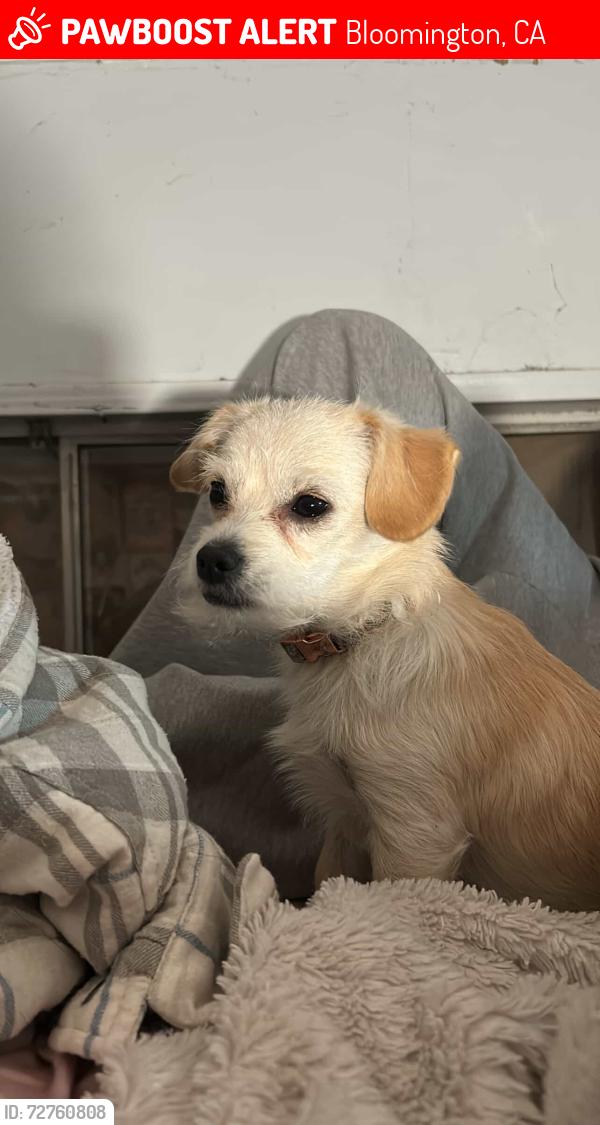 Lost Female Dog last seen Bloomington, CA 92316 Santa Ana and cedar , Bloomington, CA 92316