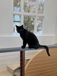 Lost Male Cat last seen Stuckagain Heights Neighborhood, Anchorage, AK 99507