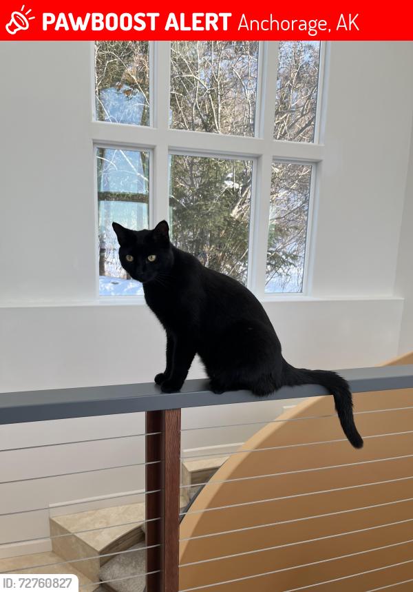 Lost Male Cat last seen Stuckagain Heights Neighborhood, Anchorage, AK 99507