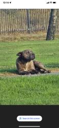 Lost Male Dog last seen Garfield, South Gate, CA 90280