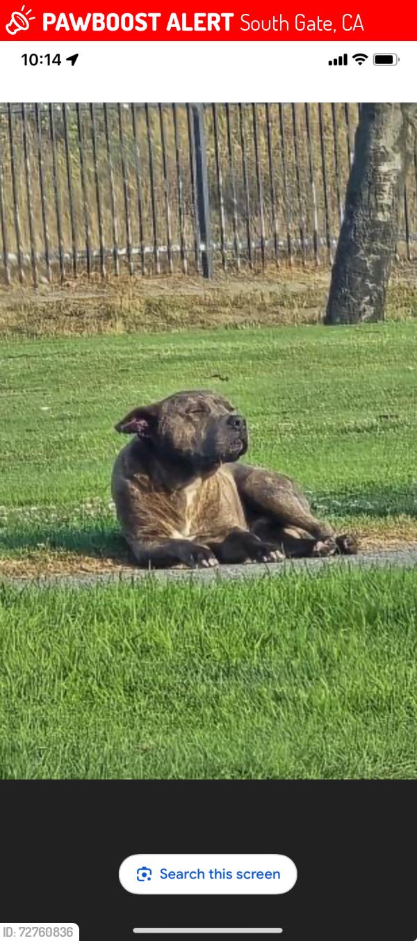 Lost Male Dog last seen Garfield, South Gate, CA 90280