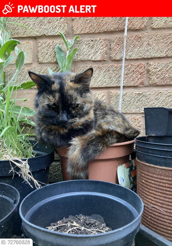 Lost Female Cat last seen inside our hse., Monmouthshire, Wales NP7