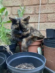 Lost Female Cat last seen inside our hse., Monmouthshire, Wales NP7