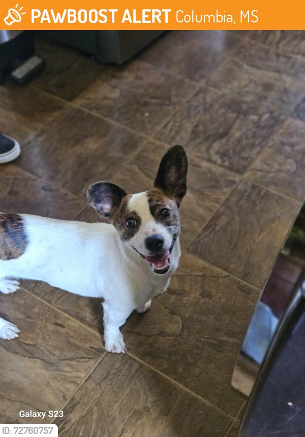 Found/Stray Male Dog last seen Wise buys in spartanburg sc 29303, Columbia, MS 39429