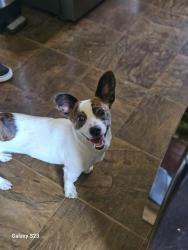 Found/Stray Male Dog last seen Wise buys in spartanburg sc 29303, Columbia, MS 39429