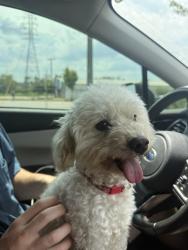 Found/Stray Male Dog last seen Shelby Hill Park, Nashville, TN 37206