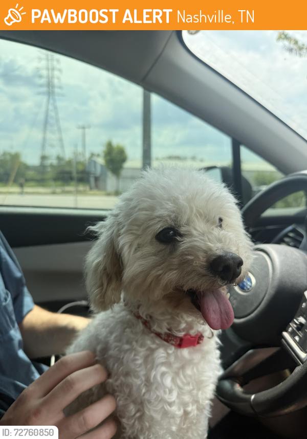 Found/Stray Male Dog last seen Shelby Hill Park, Nashville, TN 37206