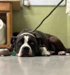 Shelter Stray Female Dog last seen BEECH GROVE, Indianapolis, IN 46221