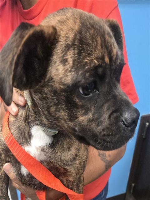 Shelter Stray Female Dog last seen STANDARD PARK BAKERSFIELD, Bakersfield, CA 93307