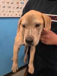 Shelter Stray Male Dog last seen UNION AVE BAKERSFIELD, Bakersfield, CA 93307