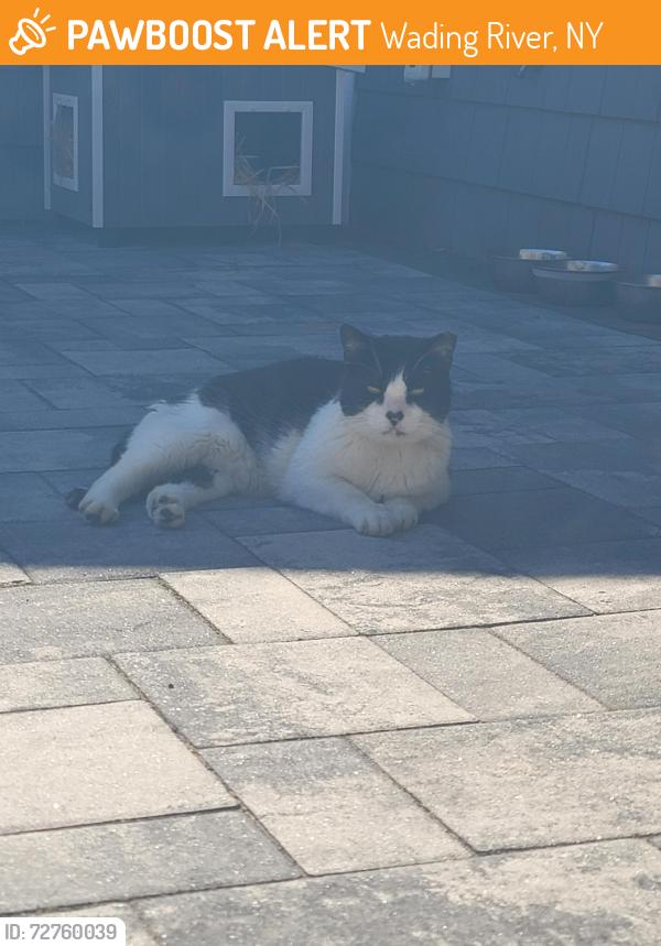 Found/Stray Male Cat last seen Farm rd, Wading River, NY 11792