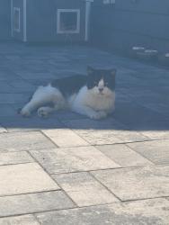 Found/Stray Male Cat last seen Farm rd, Wading River, NY 11792