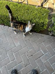 Found/Stray Unknown Cat last seen Brown Ave and Miter, Fresno, CA 93722