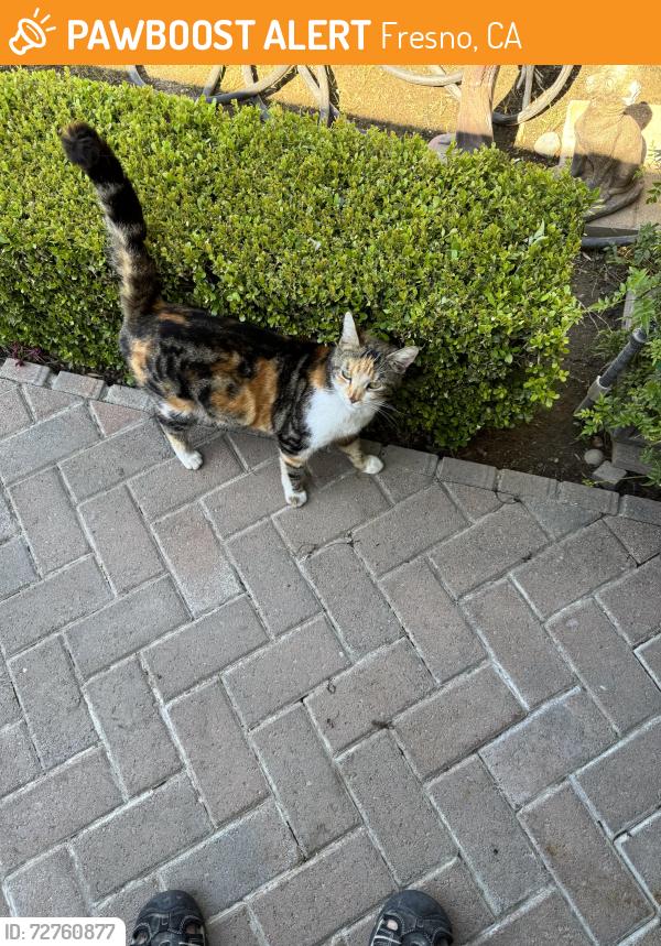 Found/Stray Unknown Cat last seen Brown Ave and Miter, Fresno, CA 93722