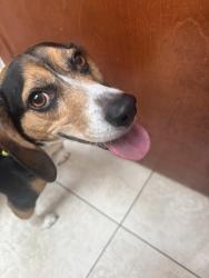 Found/Stray Unknown Dog last seen Muchmore Point Lane , Cincinnati, OH 45243
