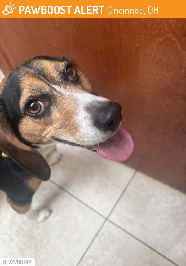 Found/Stray Unknown Dog last seen Muchmore Point Lane , Cincinnati, OH 45243