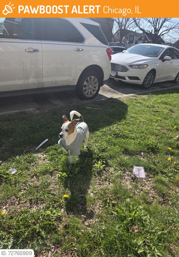 Found/Stray Unknown Dog last seen Sacramento Ave, near boys and girls club, Chicago, IL 60616