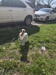 Found/Stray Unknown Dog last seen Sacramento Ave, near boys and girls club, Chicago, IL 60616