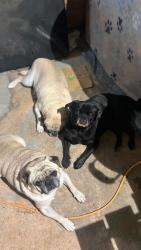 Lost Male Dog last seen El dorado, San Antonio, TX 78233