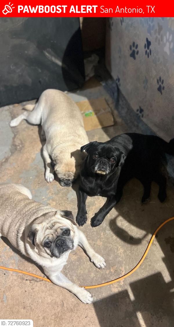Lost Male Dog last seen El dorado, San Antonio, TX 78233