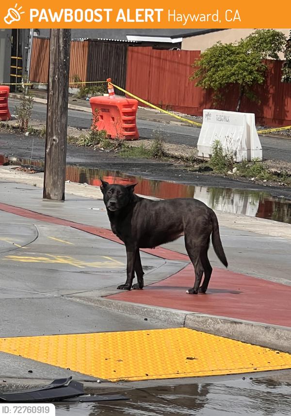 Found/Stray Unknown Dog last seen Cross Street of Paradise Blvd and E Lewelling Blvd. Was walking going to cross the train tracks, Hayward, CA 94541