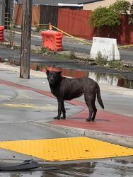 Found/Stray Unknown Dog last seen Cross Street of Paradise Blvd and E Lewelling Blvd. Was walking going to cross the train tracks, Hayward, CA 94541