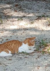 Lost Male Cat last seen Near sod farm on Lytle Ln. & Edwards RD. , Panama City, FL 32409