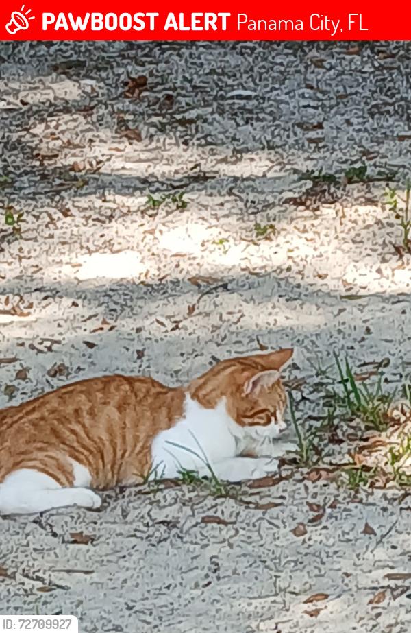 Lost Male Cat last seen Near sod farm on Lytle Ln. & Edwards RD. , Panama City, FL 32409