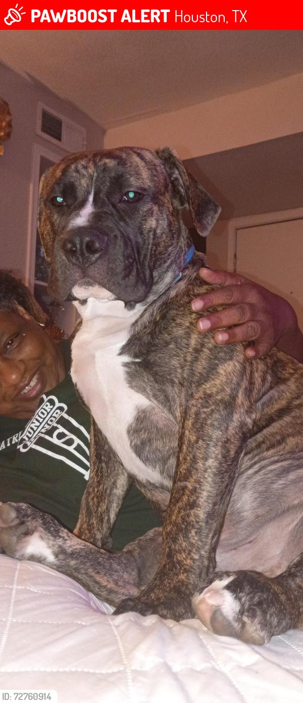 Lost Male Dog last seen Sunnyside , Houston, TX 77051