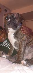 Lost Male Dog last seen Sunnyside , Houston, TX 77051
