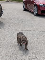 Found/Stray Unknown Dog last seen Parking Lot of Just Tires at 3540 W Touhy Ave, Skokie, IL 60076, Skokie, IL 60076