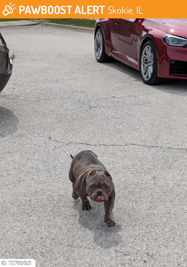 Found/Stray Unknown Dog last seen Parking Lot of Just Tires at 3540 W Touhy Ave, Skokie, IL 60076, Skokie, IL 60076