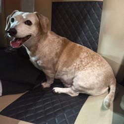 Lost Female Dog last seen Creekside Main Road, New Braunfels, TX 78130