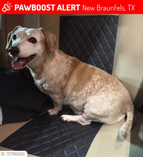 Lost Female Dog last seen Creekside Main Road, New Braunfels, TX 78130