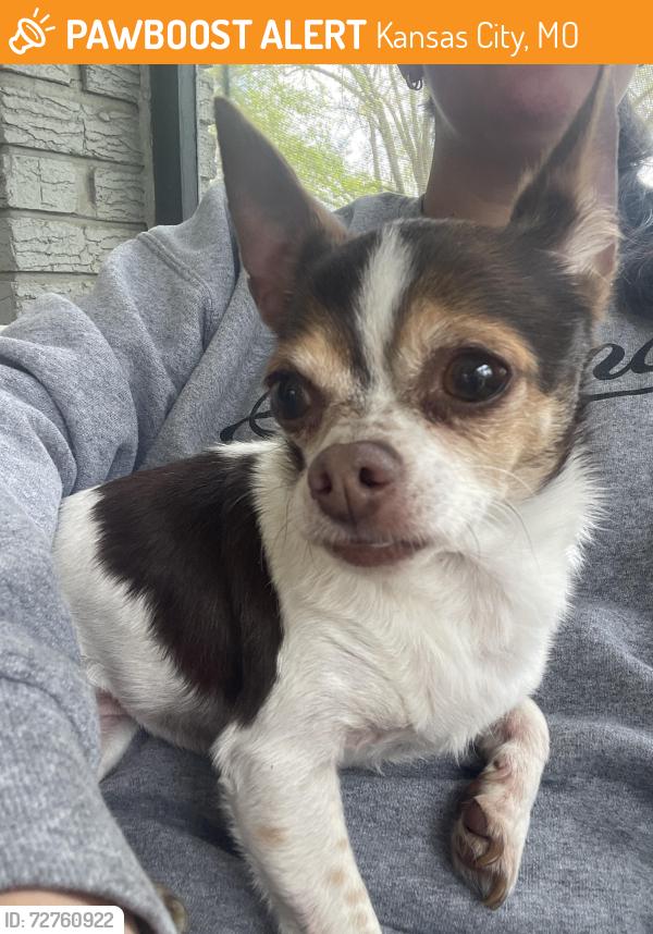 Found/Stray Female Dog last seen 73rd and Jarboe, Kansas City, MO 64114