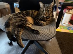 Lost Female Cat last seen SW Hanson Rd, Beaverton, OR 97008