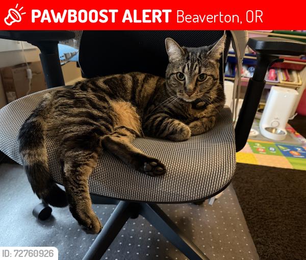 Lost Female Cat last seen SW Hanson Rd, Beaverton, OR 97008