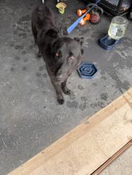 Found/Stray Male Dog last seen 7Elevan , Crowley, TX 76036