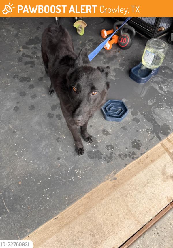 Found/Stray Male Dog last seen 7Elevan , Crowley, TX 76036