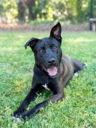 Shelter Stray Female Dog last seen Near Rogers Lake Rd, Lithonia, GA 30058, 30058, GA, Atlanta, GA 30341