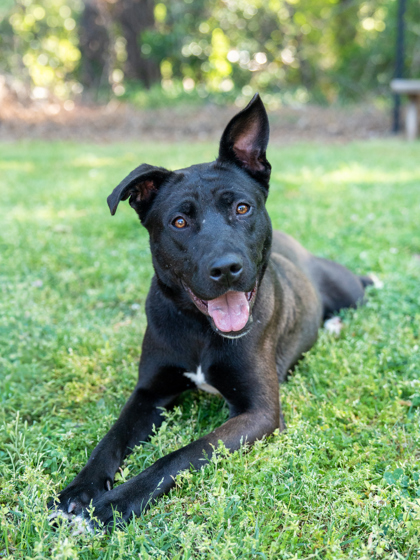 Shelter Stray Female Dog last seen Near Rogers Lake Rd, Lithonia, GA 30058, 30058, GA, Atlanta, GA 30341
