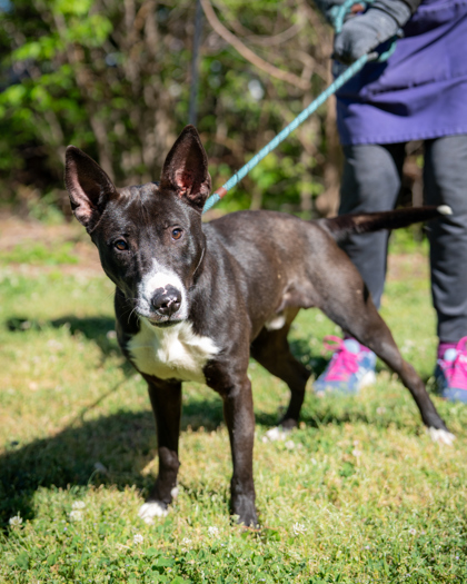 Shelter Stray Male Dog last seen PHILLIPS ROAD AND LAUREL POST DRIVE Lithonia, 3005, 30058, GA, Atlanta, GA 30341