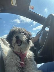 Found/Stray Female Dog last seen S meridian , Indianapolis, IN 46203