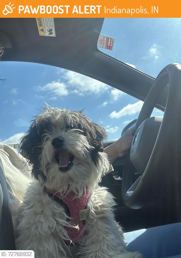 Found/Stray Female Dog last seen S meridian , Indianapolis, IN 46203